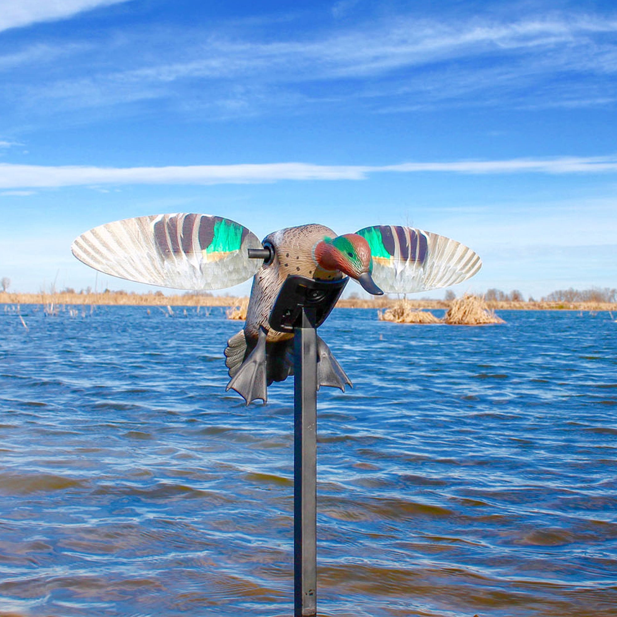 MOJO ES Green Wing Teal Lockente